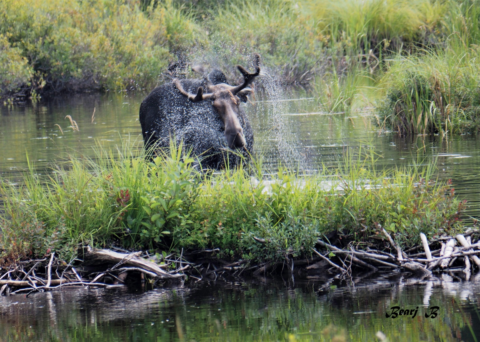 Moose Bathing